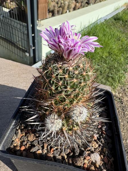 Stenocactus crispatus